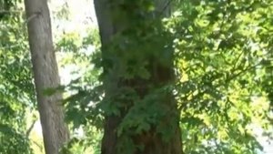 Усадьба Мерево Дерево Вяз