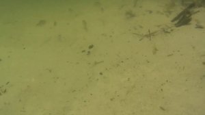 ПОДВОДНАЯ СКАЗКА. ОЗЕРО КАТАШИ БЕЛАРУСЬ. Самая чистая вода.
