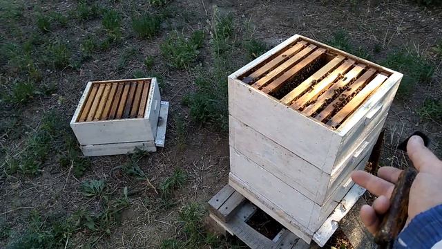 Пчелы бакфаст в роевом состоянии все равно хорошо работают по меду. смотреть онлайн