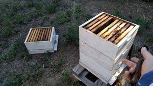 Пчелы бакфаст в роевом состоянии все равно хорошо работают по меду.