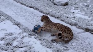 Африканский гепард бегает по снегу! Герда с удовольствием гуляет и играет с мячом.