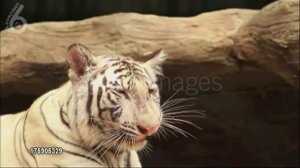 Как чихает Тигр