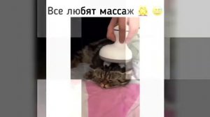 #5 Для детей, животные, милые животные, расслабиться, отвлечься