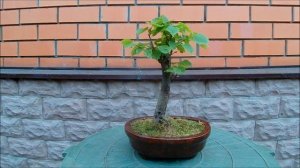 Бонсай открытая книга от А до Zють Бонсай из семян тормоз на несколько лет 27 часть