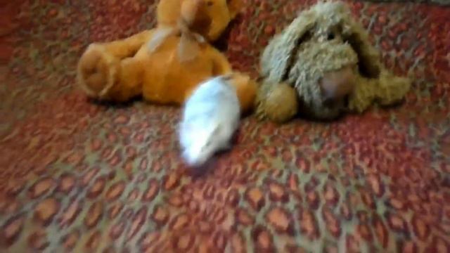 Как выбрать ручную крысу? 🐁✨