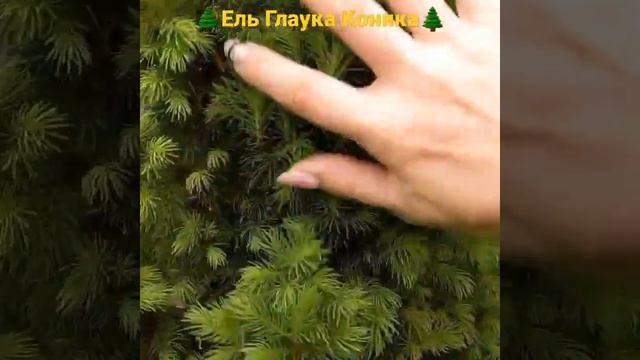 ?Обзор ели Глаука Коника?. Весна 2021 #ельКоника #хвойныерастения #ЦветыуНатальи смотреть онлайн