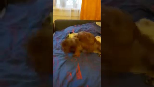 Мопс и Петербургская орхидея смотреть онлайн