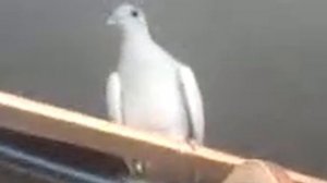 У нас белый голубь на балконе