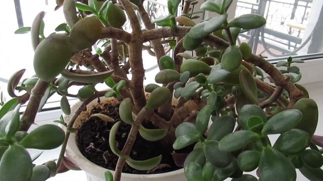 Какую кислотность почвы не любит толстянка денежное дерево смотреть онлайн