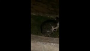 Подборка блеющих Котиков #1 РВОТА