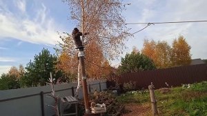 Как правильно спилить дерево ручной пилой?