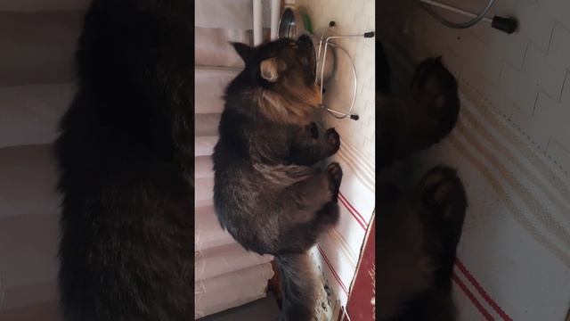 Завтрак кота, д-238 Блин на кефире, паштет для кошек смотреть онлайн