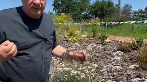 Как растет валерьянка?