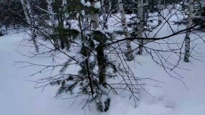 Мотобуксировщик-толкач Ураган прет как конь по глубокому снегу. Охота за хитрой дичью с Хантером