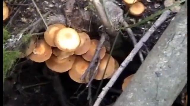 Опята летние (ворушки).Рогатики съедобные грибы. Как различить. смотреть онлайн