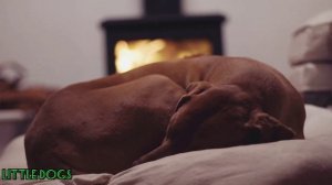 Музыка Для сна.Успокаивающая музыка для собак. Relax for sleeping dogs. Soothing music for dogs.