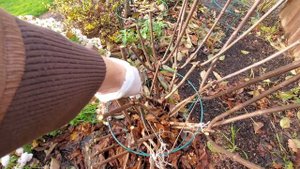 Метельчатые гортензии. Какие подпорки у наших метельчатых гортензий.