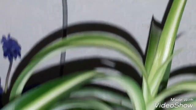 #ОРХИДЕИ Неприхотливые растения. ) смотреть онлайн