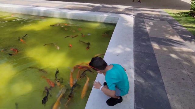 Street food in Cancun city center | Stay at Grand Oasis Palm hotel 🇲🇽 смотреть онлайн