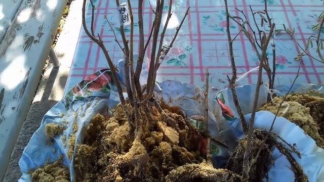 Фундук Трапезунд и сорта Ивантеевской селекции. смотреть онлайн