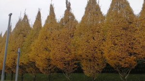 Здравствуй..Оля и Андрей