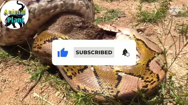 Python Anaconda real fight|| Anaconda vs python ||anaconda vs python full movie смотреть онлайн