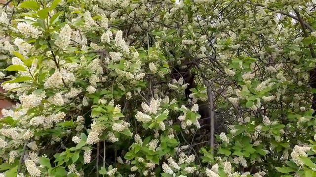 Белая черёмуха, душистая.. смотреть онлайн