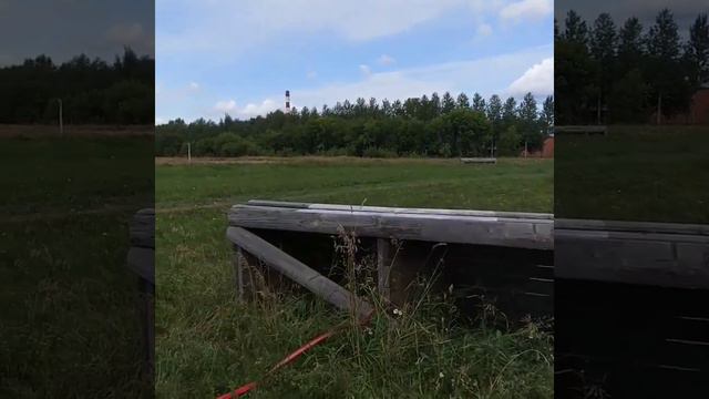 Лабрадор и русская борзая
