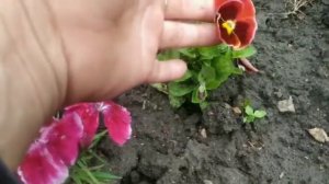 Петунья и другие.... Что выросло из моих семян.