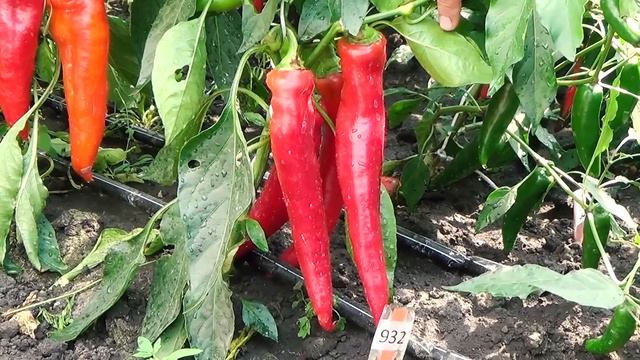 Жгучий ОСТРЫЙ ПЕРЕЦ ? Выращивание, польза и вред. смотреть онлайн
