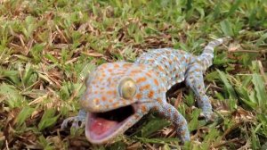 Гекконы на Самуи I Gekko