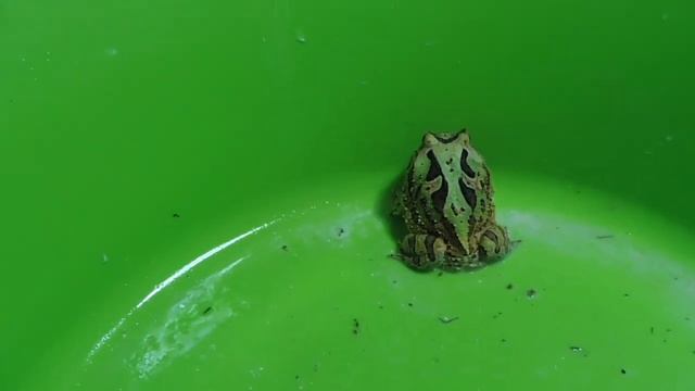 Моя ПЕРВАЯ в ЖИЗНИ рогатая ЛЯГУШКА #амфибия МАНГО ВЕС и РАЗМЕР в 5 месяцев / кормление лягушки смотреть онлайн