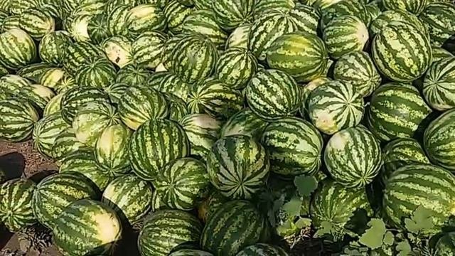 Выращивание арбуза и овощей. Хронология выращивания.