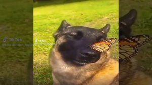собака с бабочкой подпишись!!