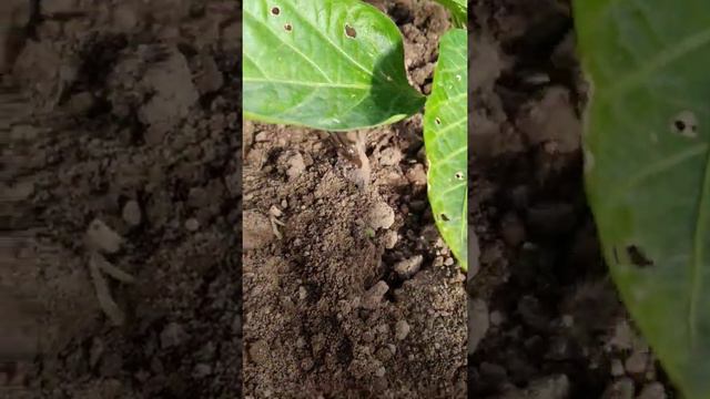 микрополив своими руками .3 июня 2021 г. смотреть онлайн