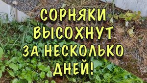 СОРНЯКИ ВЫСОХНУТ ВМЕСТЕ С КОРНЕМ! Как ПРОСТО и БЫСТРО избавиться от СОРНЯКОВ на участке
