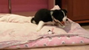 завела щенка бордер-колли??