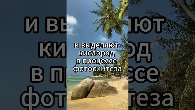 Деревья поглощают углекислый газ