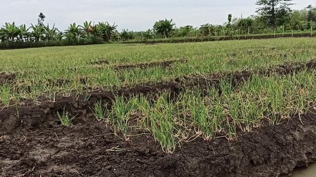 Review Soil pH - Moisture Meter || pH Meter Tanah, VT-05 смотреть онлайн