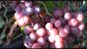 Виноград Дарвика селекции В. Калугина (The Grapes of Darvika)