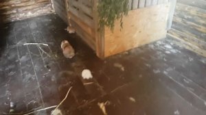 Во сколько брать кролика? Спорные вопросы и ответы