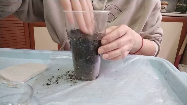 Посев лука Чернушки? Ялтинский? Штутгарден и другие виды лука?