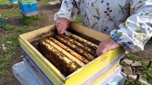 Объединение пчелосемей на двух маточное содержание практический совет результат