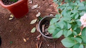 ROSE PRUNING/റോസ് വേനൽക്കാല പ്രൂണിങ്