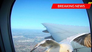 ЖЁСТКАЯ ТУРБУЛЕНТНОСТЬ