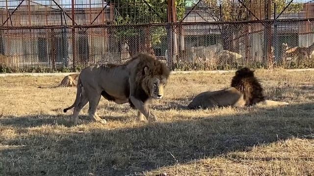 Мы среди львов ПОЙМАЛИ ЗМЕЮ ! смотреть онлайн