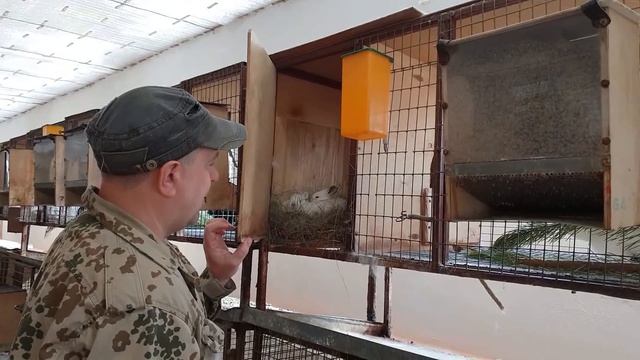 Обязательный осмотр гнезда кроликов на первый и десятый день/Взвешивание крольчат/Кёкенхоф Голланди