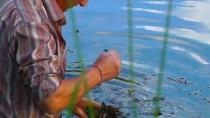 Фидер на реке летом. рыбалка 2021