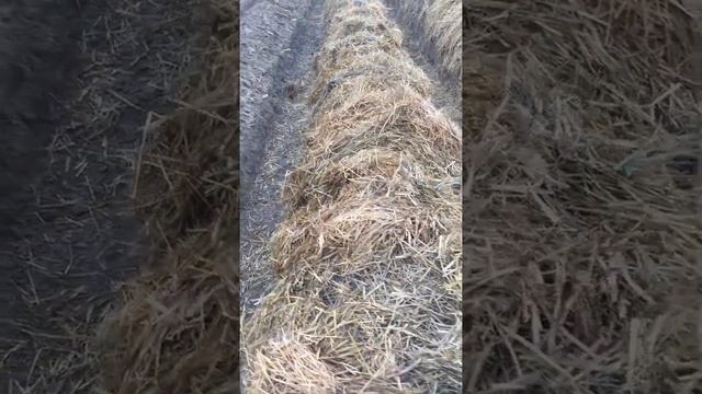 Грядки Хольцера, природное земледелие и ?