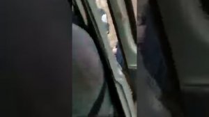 Ручной кабан и лось